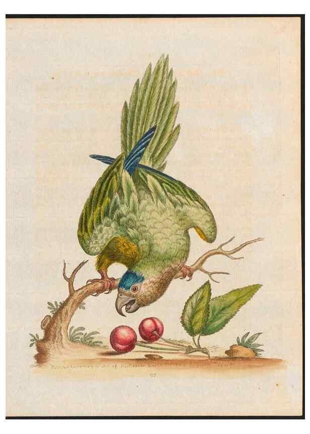 Reproducción/Reproduction 48858283603: A natural history of uncommon birds :. London :Printed for the author, at the College of Physicians in Warwick-Lane,1743-1751.. 