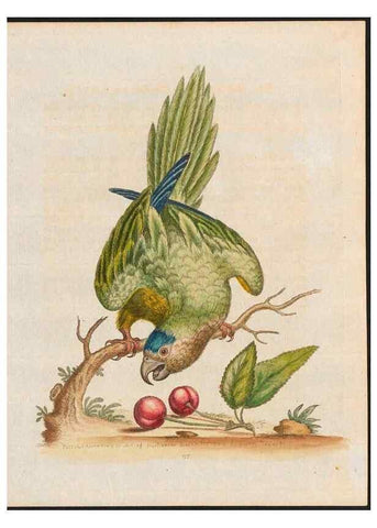 Reproducción/Reproduction 48858283603: A natural history of uncommon birds :. London :Printed for the author, at the College of Physicians in Warwick-Lane,1743-1751.. 