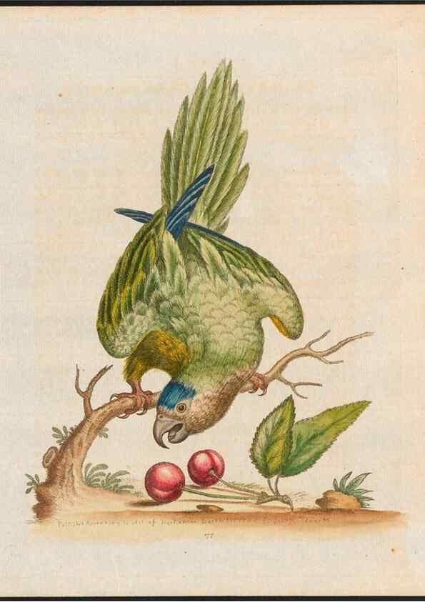 Reproducción/Reproduction 48858283603: A natural history of uncommon birds :. London :Printed for the author, at the College of Physicians in Warwick-Lane,1743-1751.. 