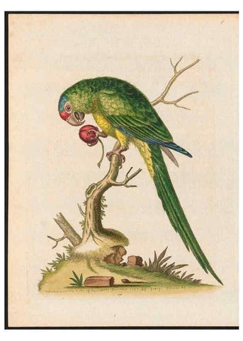Reproducción/Reproduction 48858283383: A natural history of uncommon birds :. London :Printed for the author, at the College of Physicians in Warwick-Lane,1743-1751.. 