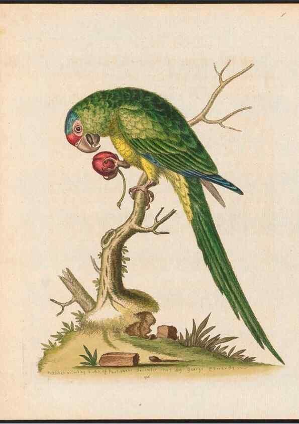 Reproducción/Reproduction 48858283383: A natural history of uncommon birds :. London :Printed for the author, at the College of Physicians in Warwick-Lane,1743-1751.. 
