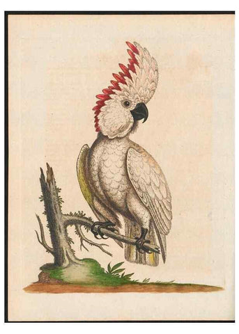 Reproducción/Reproduction 48858830232: A natural history of uncommon birds :. London :Printed for the author, at the College of Physicians in Warwick-Lane,1743-1751.. 