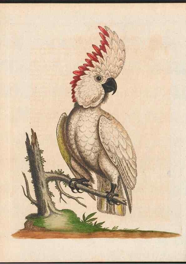 Reproducción/Reproduction 48858830232: A natural history of uncommon birds :. London :Printed for the author, at the College of Physicians in Warwick-Lane,1743-1751.. 