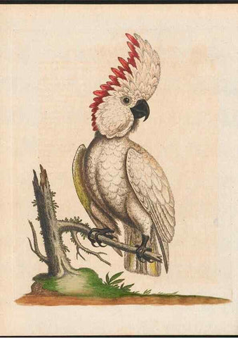 Reproducción/Reproduction 48858830232: A natural history of uncommon birds :. London :Printed for the author, at the College of Physicians in Warwick-Lane,1743-1751.. 