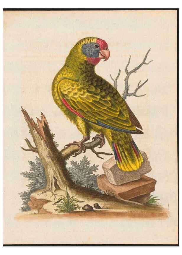 Reproducción/Reproduction 48858278898: A natural history of uncommon birds :. London :Printed for the author, at the College of Physicians in Warwick-Lane,1743-1751.. 