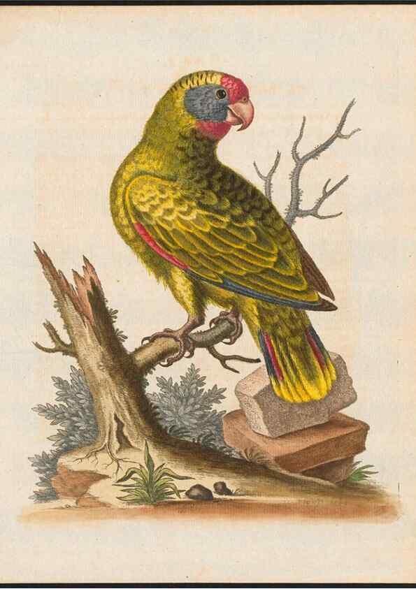 Reproducción/Reproduction 48858278898: A natural history of uncommon birds :. London :Printed for the author, at the College of Physicians in Warwick-Lane,1743-1751.. 
