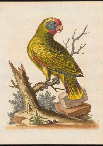 Reproducción/Reproduction 48858278898: A natural history of uncommon birds :. London :Printed for the author, at the College of Physicians in Warwick-Lane,1743-1751.. 