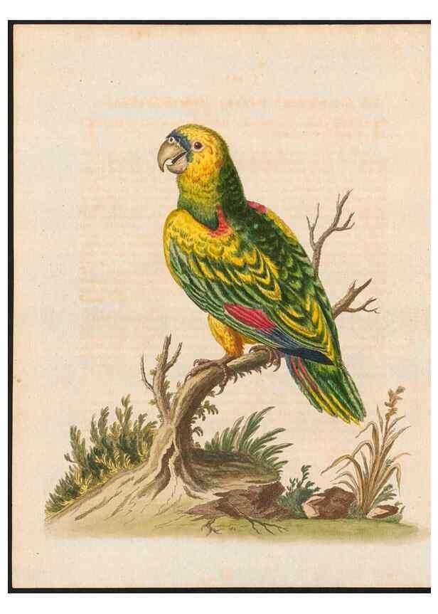 Reproducción/Reproduction 48858279128: A natural history of uncommon birds :. London :Printed for the author, at the College of Physicians in Warwick-Lane,1743-1751.. 