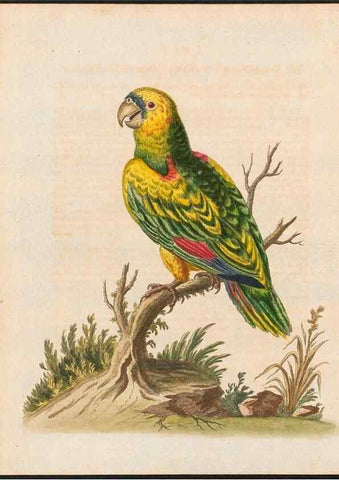 Reproducción/Reproduction 48858279128: A natural history of uncommon birds :. London :Printed for the author, at the College of Physicians in Warwick-Lane,1743-1751.. 