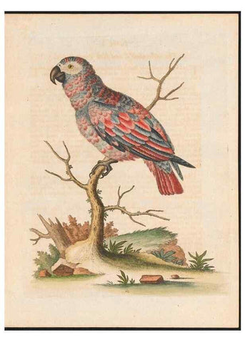 Reproducción/Reproduction 48858636991: A natural history of uncommon birds :. London :Printed for the author, at the College of Physicians in Warwick-Lane,1743-1751.. 