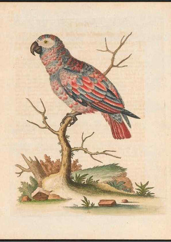 Reproducción/Reproduction 48858636991: A natural history of uncommon birds :. London :Printed for the author, at the College of Physicians in Warwick-Lane,1743-1751.. 