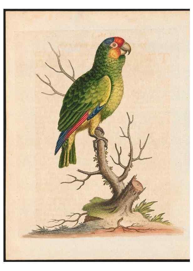 Reproducción/Reproduction 48858637316: A natural history of uncommon birds :. London :Printed for the author, at the College of Physicians in Warwick-Lane,1743-1751.. 