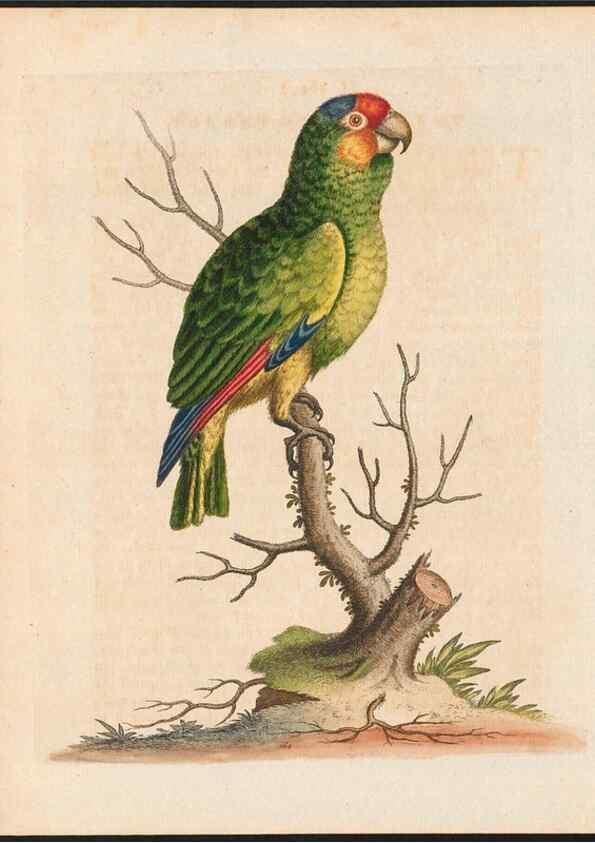Reproducción/Reproduction 48858637316: A natural history of uncommon birds :. London :Printed for the author, at the College of Physicians in Warwick-Lane,1743-1751.. 