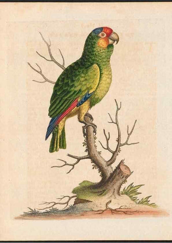 Reproducción/Reproduction 48858637316: A natural history of uncommon birds :. London :Printed for the author, at the College of Physicians in Warwick-Lane,1743-1751.. 