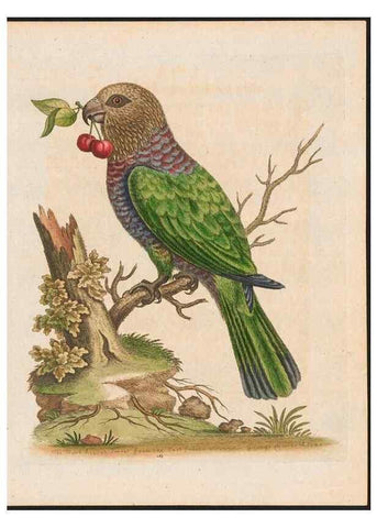Reproducción/Reproduction 48858831827: A natural history of uncommon birds :. London :Printed for the author, at the College of Physicians in Warwick-Lane,1743-1751.. 