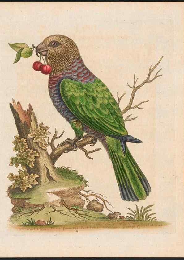Reproducción/Reproduction 48858831827: A natural history of uncommon birds :. London :Printed for the author, at the College of Physicians in Warwick-Lane,1743-1751.. 