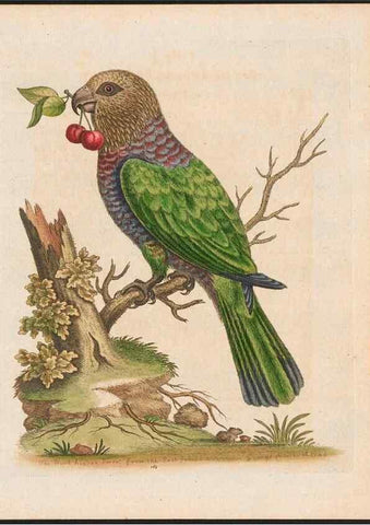 Reproducción/Reproduction 48858831827: A natural history of uncommon birds :. London :Printed for the author, at the College of Physicians in Warwick-Lane,1743-1751.. 