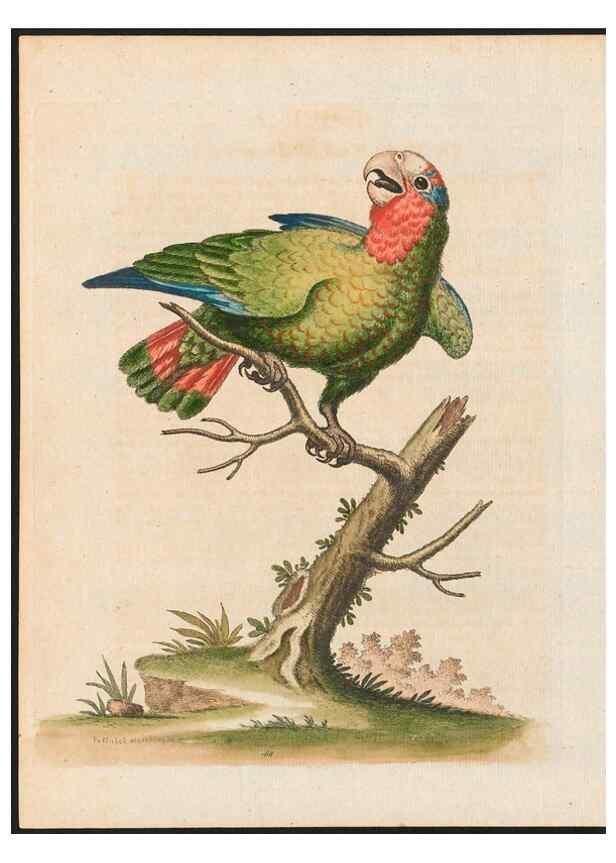 Reproducción/Reproduction 48858832132: A natural history of uncommon birds :. London :Printed for the author, at the College of Physicians in Warwick-Lane,1743-1751.. 