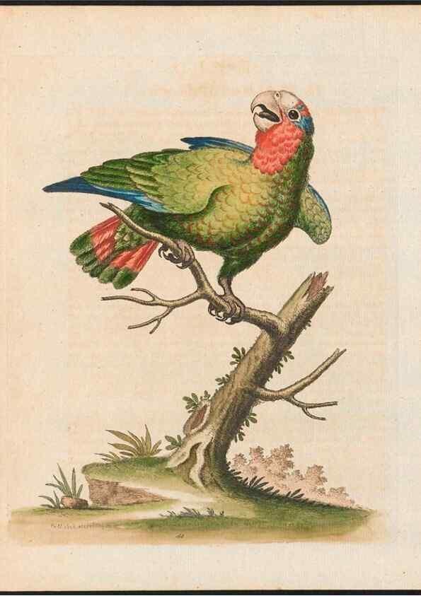 Reproducción/Reproduction 48858832132: A natural history of uncommon birds :. London :Printed for the author, at the College of Physicians in Warwick-Lane,1743-1751.. 