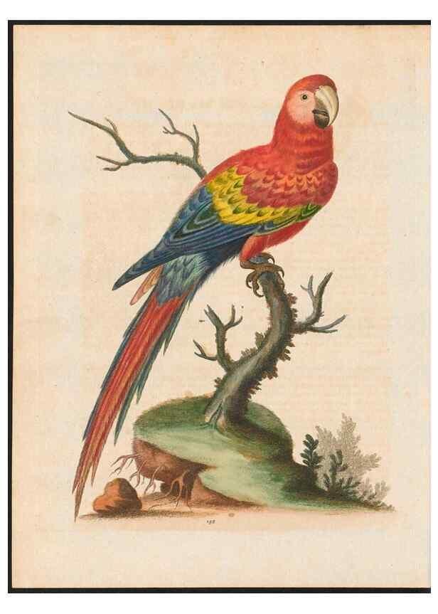 Reproducción/Reproduction 48858829467: A natural history of uncommon birds :. London :Printed for the author, at the College of Physicians in Warwick-Lane,1743-1751.. 