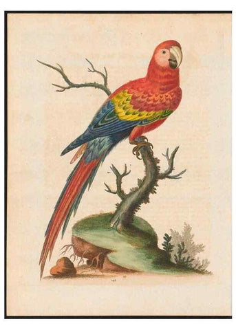 Reproducción/Reproduction 48858829467: A natural history of uncommon birds :. London :Printed for the author, at the College of Physicians in Warwick-Lane,1743-1751.. 