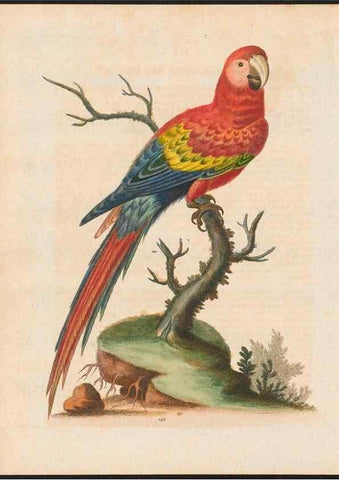 Reproducción/Reproduction 48858829467: A natural history of uncommon birds :. London :Printed for the author, at the College of Physicians in Warwick-Lane,1743-1751.. 