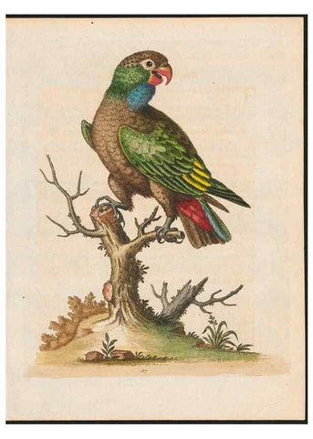 Reproducción/Reproduction 48858832387: A natural history of uncommon birds :. London :Printed for the author, at the College of Physicians in Warwick-Lane,1743-1751.. 