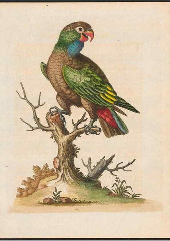 Reproducción/Reproduction 48858832387: A natural history of uncommon birds :. London :Printed for the author, at the College of Physicians in Warwick-Lane,1743-1751.. 