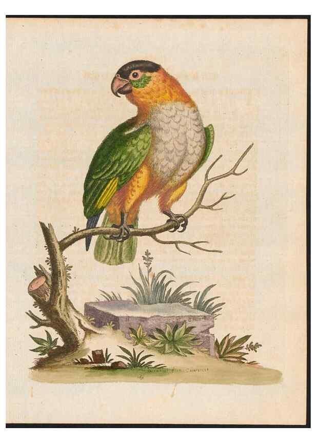 Reproducción/Reproduction 48858832962: A natural history of uncommon birds :. London :Printed for the author, at the College of Physicians in Warwick-Lane,1743-1751.. 