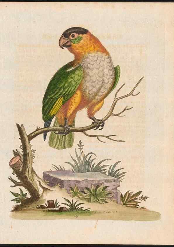 Reproducción/Reproduction 48858832962: A natural history of uncommon birds :. London :Printed for the author, at the College of Physicians in Warwick-Lane,1743-1751.. 