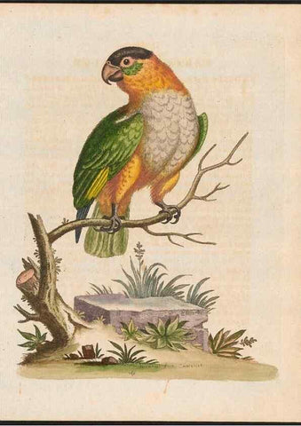 Reproducción/Reproduction 48858832962: A natural history of uncommon birds :. London :Printed for the author, at the College of Physicians in Warwick-Lane,1743-1751.. 