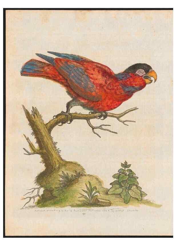 Reproducción/Reproduction 48858639111: A natural history of uncommon birds :. London :Printed for the author, at the College of Physicians in Warwick-Lane,1743-1751.. 