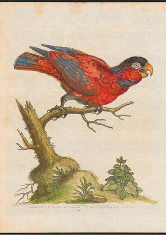 Reproducción/Reproduction 48858639111: A natural history of uncommon birds :. London :Printed for the author, at the College of Physicians in Warwick-Lane,1743-1751.. 