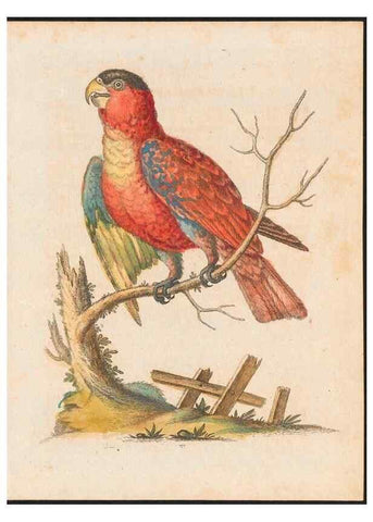 Reproducción/Reproduction 48858639421: A natural history of uncommon birds :. London :Printed for the author, at the College of Physicians in Warwick-Lane,1743-1751.. 