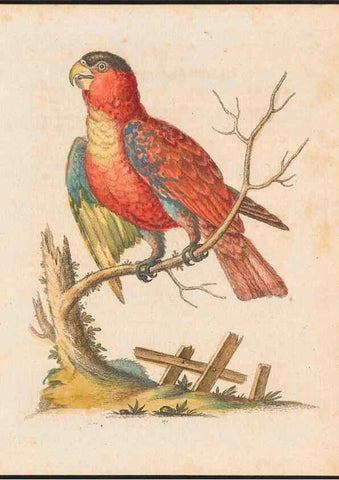 Reproducción/Reproduction 48858639421: A natural history of uncommon birds :. London :Printed for the author, at the College of Physicians in Warwick-Lane,1743-1751.. 