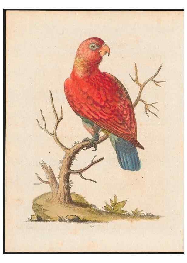 Reproducción/Reproduction 48858639676: A natural history of uncommon birds :. London :Printed for the author, at the College of Physicians in Warwick-Lane,1743-1751.. 