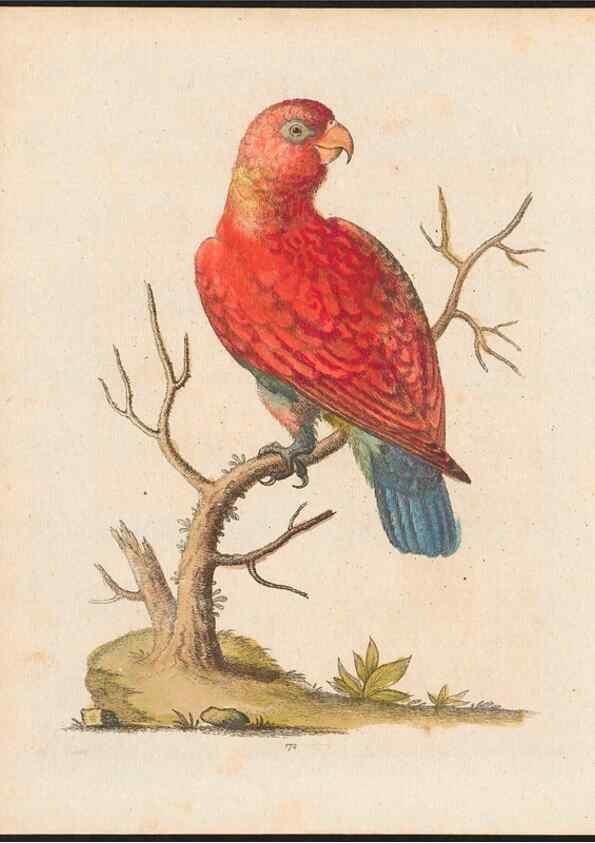 Reproducción/Reproduction 48858639676: A natural history of uncommon birds :. London :Printed for the author, at the College of Physicians in Warwick-Lane,1743-1751.. 