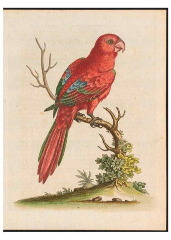 Reproducción/Reproduction 48858834212: A natural history of uncommon birds :. London :Printed for the author, at the College of Physicians in Warwick-Lane,1743-1751.. 