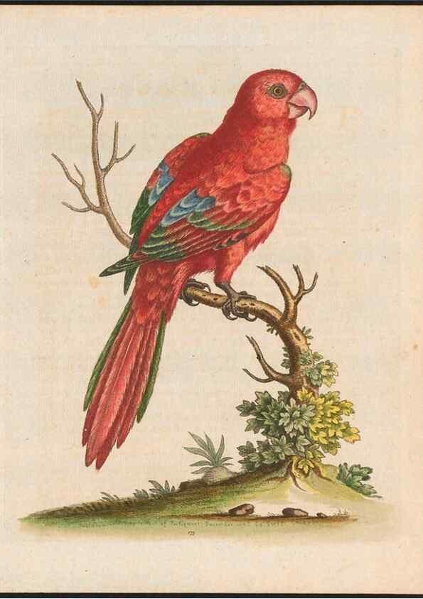 Reproducción/Reproduction 48858834212: A natural history of uncommon birds :. London :Printed for the author, at the College of Physicians in Warwick-Lane,1743-1751.. 