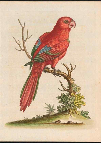 Reproducción/Reproduction 48858834212: A natural history of uncommon birds :. London :Printed for the author, at the College of Physicians in Warwick-Lane,1743-1751.. 