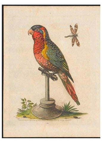 Reproducción/Reproduction 48858640316: A natural history of uncommon birds :. London :Printed for the author, at the College of Physicians in Warwick-Lane,1743-1751.. 