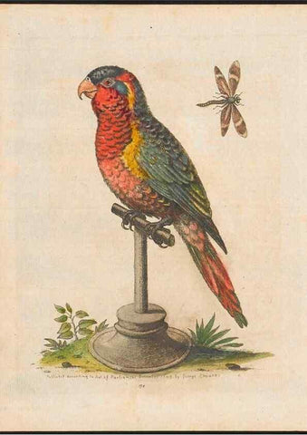 Reproducción/Reproduction 48858640316: A natural history of uncommon birds :. London :Printed for the author, at the College of Physicians in Warwick-Lane,1743-1751.. 