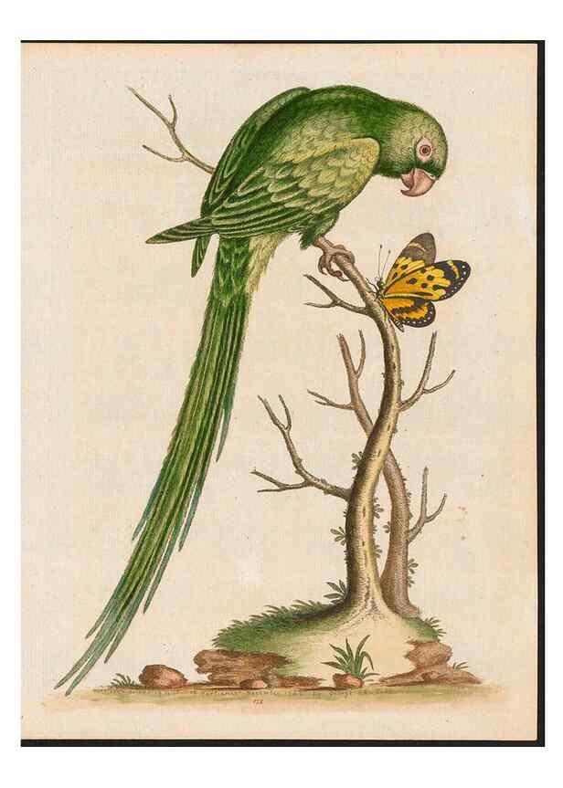 Reproducción/Reproduction 48858834802: A natural history of uncommon birds :. London :Printed for the author, at the College of Physicians in Warwick-Lane,1743-1751.. 