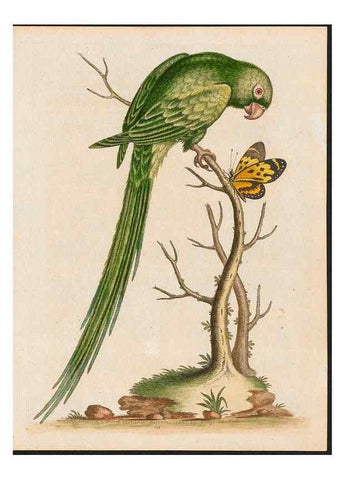 Reproducción/Reproduction 48858834802: A natural history of uncommon birds :. London :Printed for the author, at the College of Physicians in Warwick-Lane,1743-1751.. 