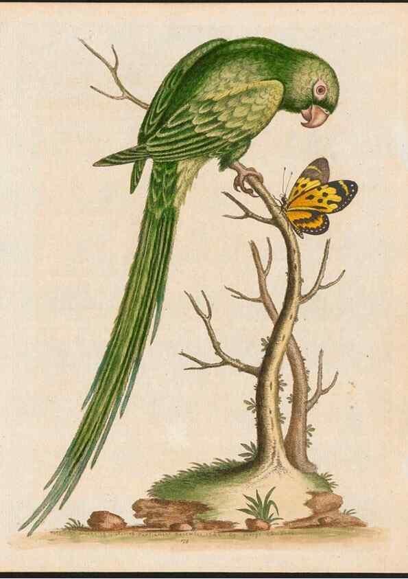 Reproducción/Reproduction 48858834802: A natural history of uncommon birds :. London :Printed for the author, at the College of Physicians in Warwick-Lane,1743-1751.. 