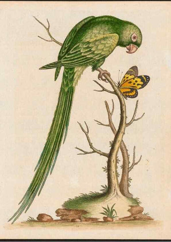 Reproducción/Reproduction 48858834802: A natural history of uncommon birds :. London :Printed for the author, at the College of Physicians in Warwick-Lane,1743-1751.. 