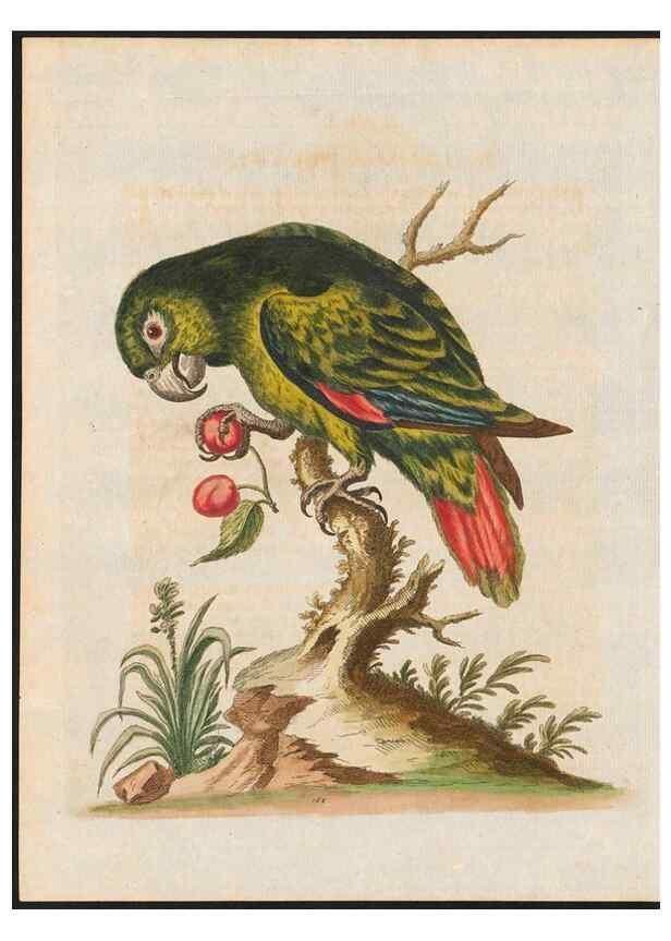 Reproducción/Reproduction 48858638501: A natural history of uncommon birds :. London :Printed for the author, at the College of Physicians in Warwick-Lane,1743-1751.. 