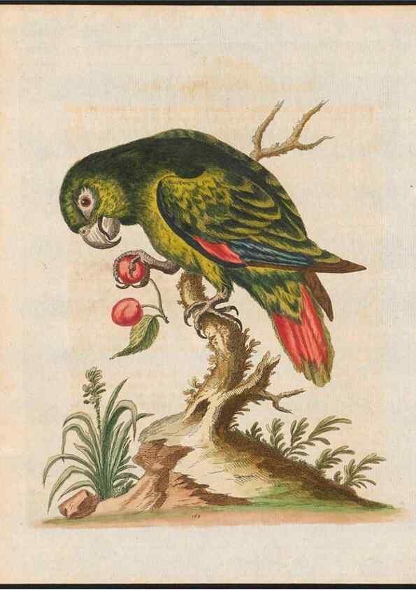 Reproducción/Reproduction 48858638501: A natural history of uncommon birds :. London :Printed for the author, at the College of Physicians in Warwick-Lane,1743-1751.. 