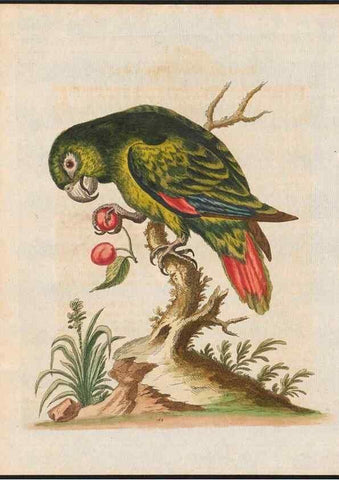 Reproducción/Reproduction 48858638501: A natural history of uncommon birds :. London :Printed for the author, at the College of Physicians in Warwick-Lane,1743-1751.. 