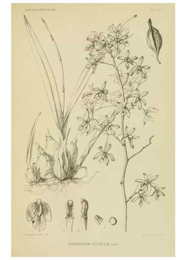 Reproducción/Reproduction 48870334811: Orchidaceae:. Boston,Houghton, Mifflin,1905-22.. 